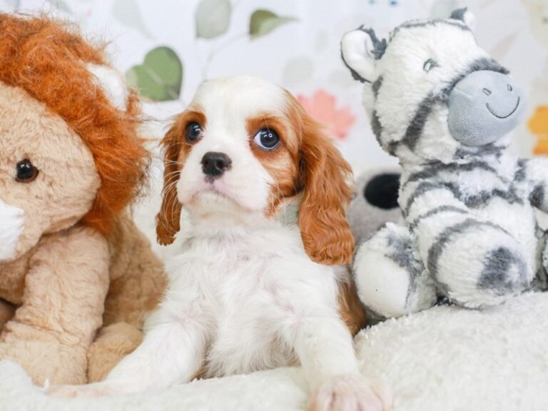 Cavalier King Charles