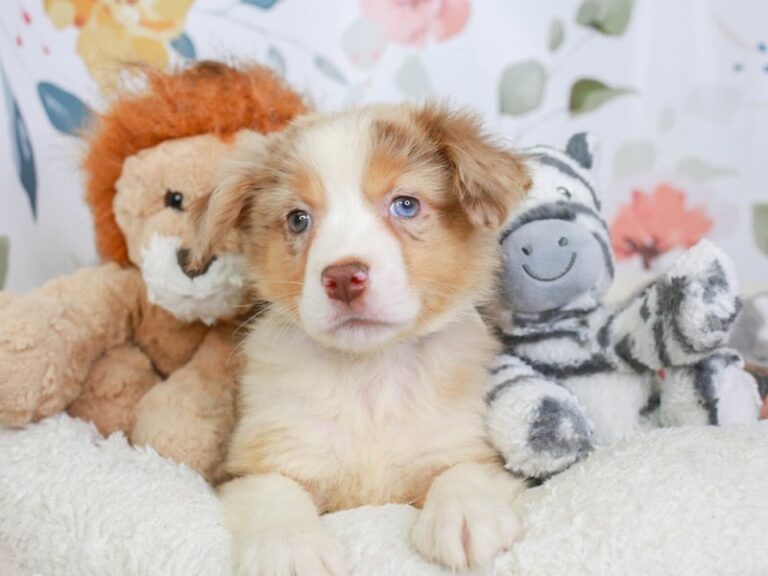 Mini Aussie