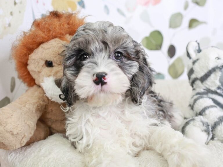 Cavapoo