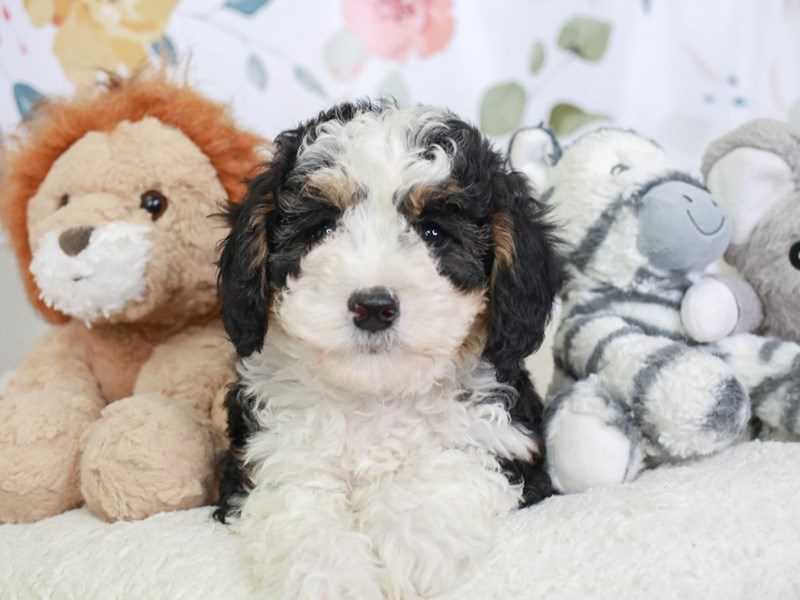 Mini Sheepadoodle-Female-Chocolate and White with Tan Markings-3561533-Animal Kingdom | Puppies N Love