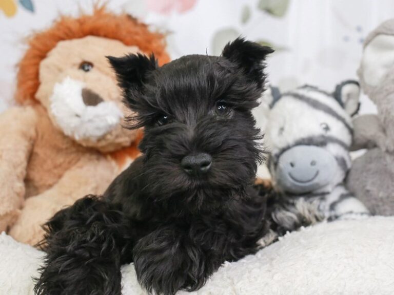 Mini Schnauzer