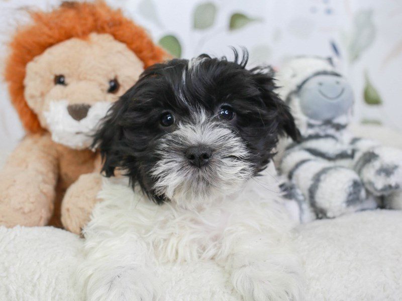 Coton De Tulear-Male-blk & wh-3561471-Animal Kingdom | Puppies N Love