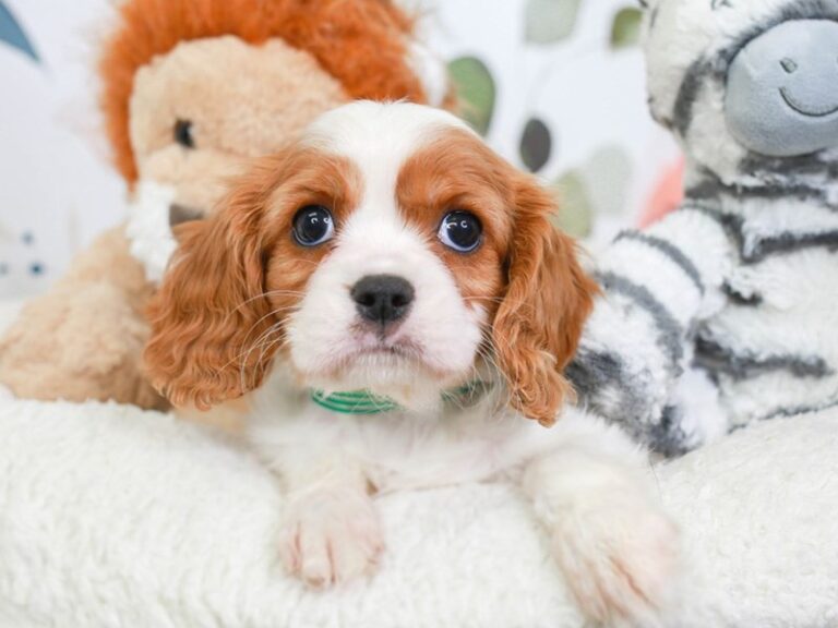 Cavalier King Charles