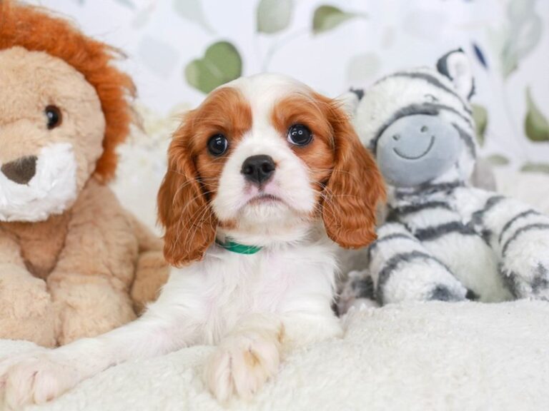 Cavalier King Charles