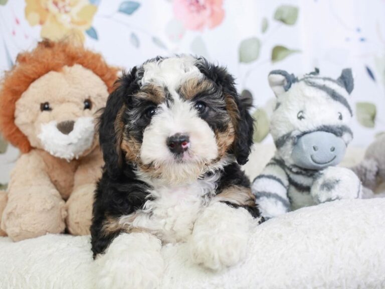 Mini Sheepadoodle