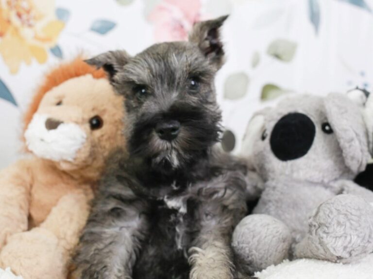 Mini Schnauzer