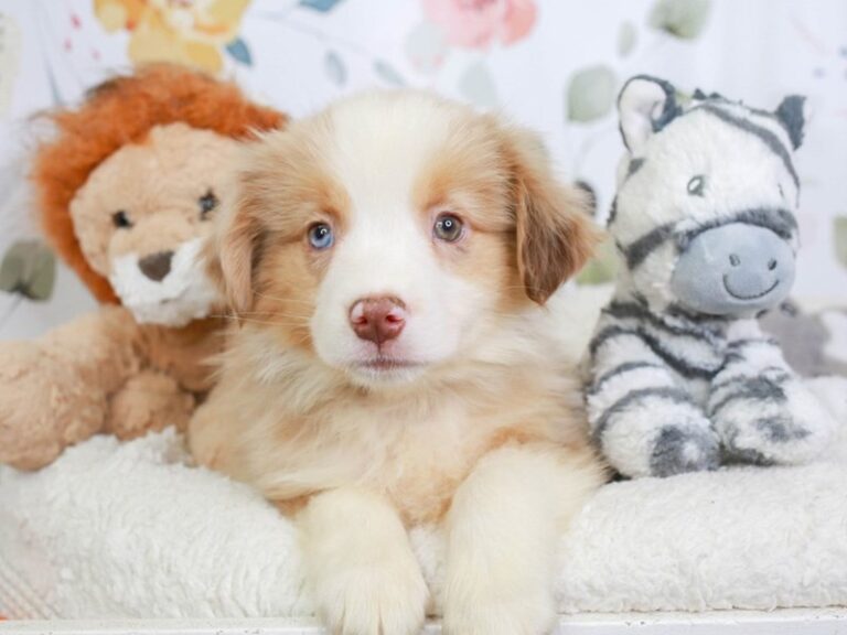 Mini Aussie