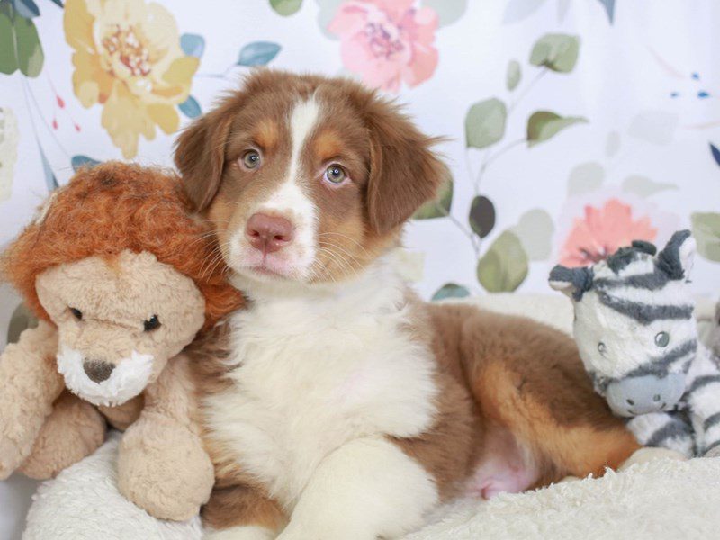 Australian Shepherd-Male-red tri-3561434-Animal Kingdom | Puppies N Love