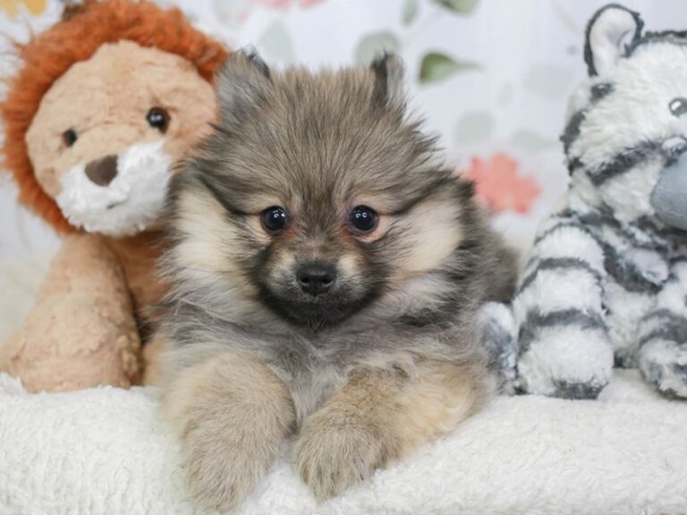 Pomeranian