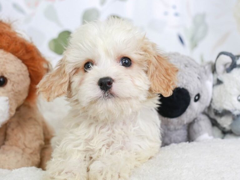 Cavapoo
