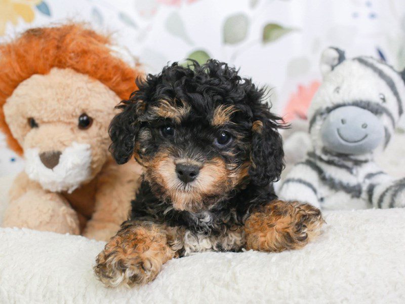 Doxie-Poo-Female-blk & tn-3561308-Animal Kingdom | Puppies N Love