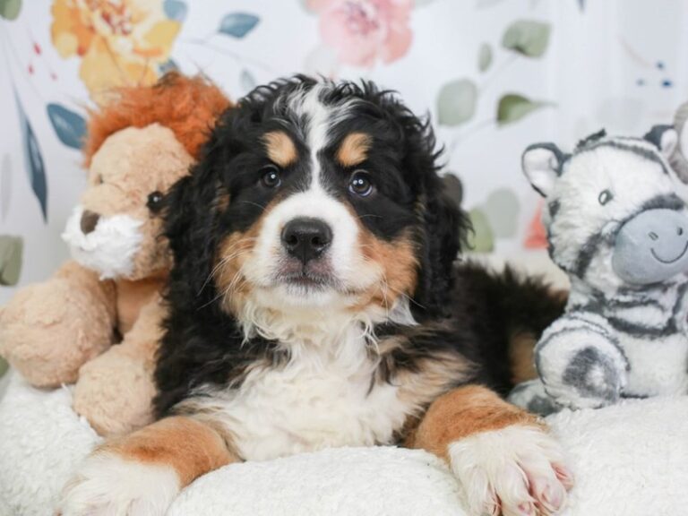 Mini Bernedoodle