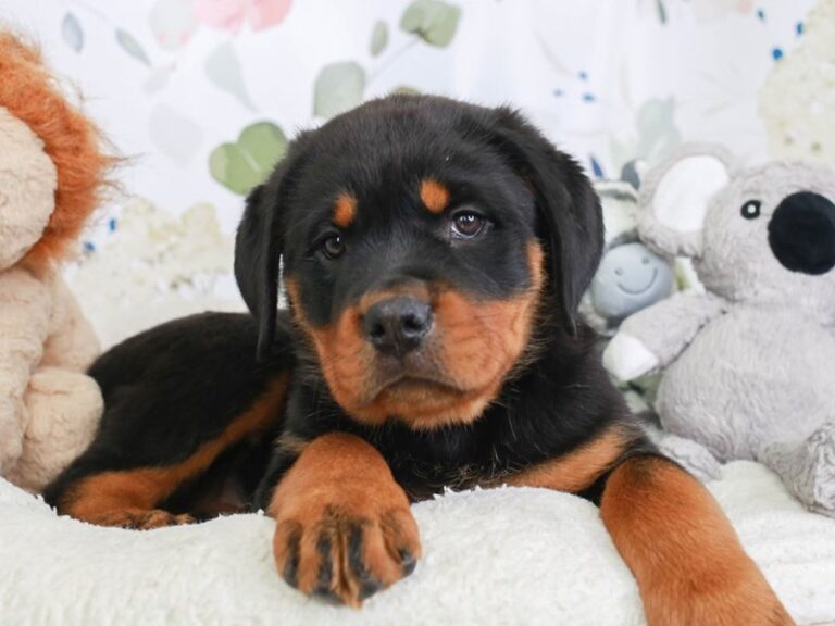 Rottweiler