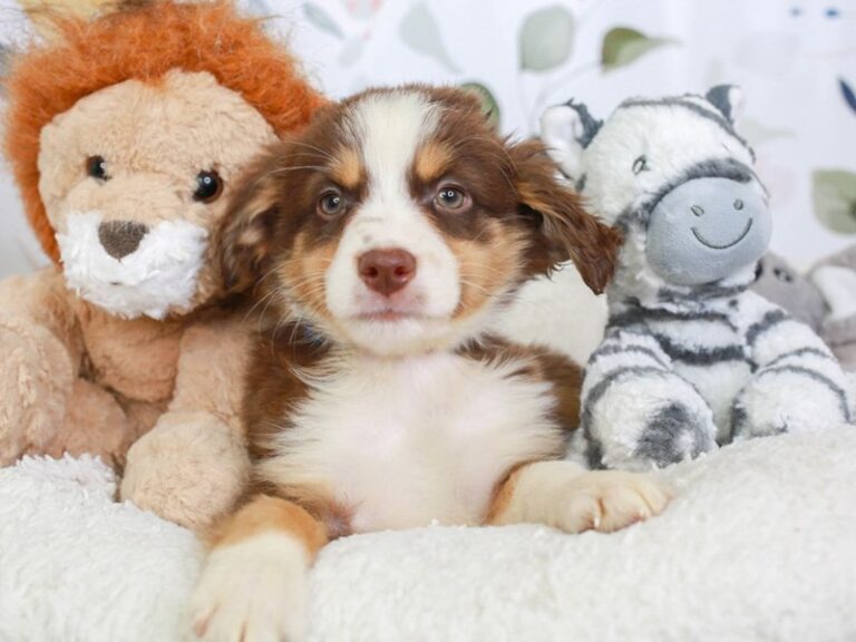 Mini Aussie
