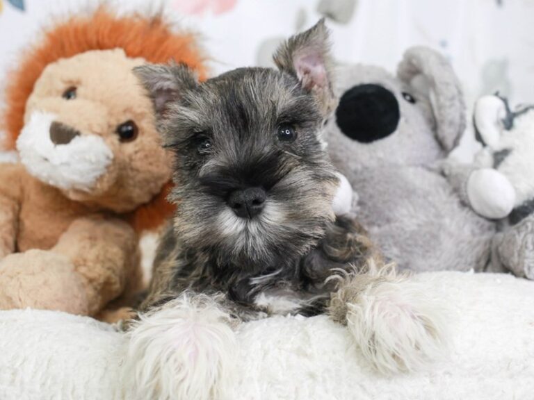 Mini Schnauzer