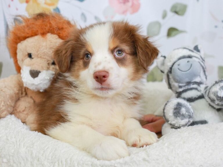 Mini Aussie