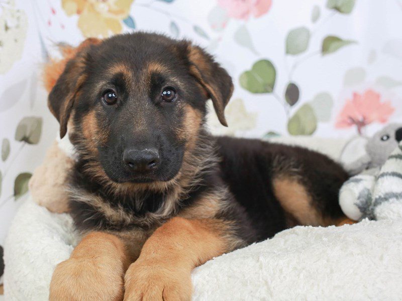 German Shepherd-Female-BLK & TAN-3561464-Animal Kingdom | Puppies N Love