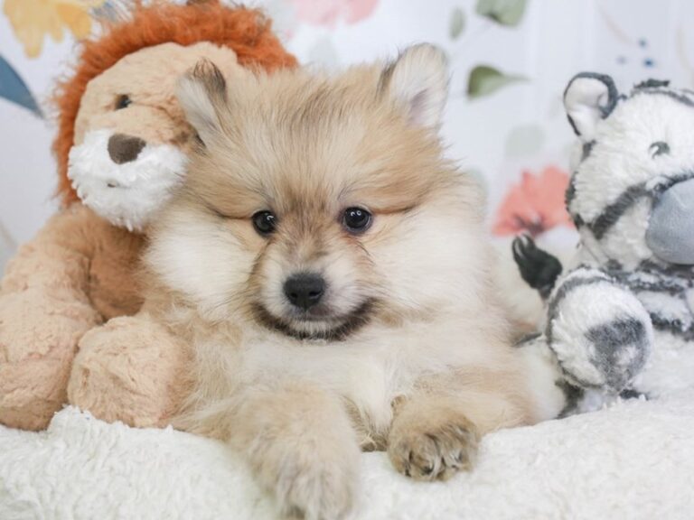 Pomeranian
