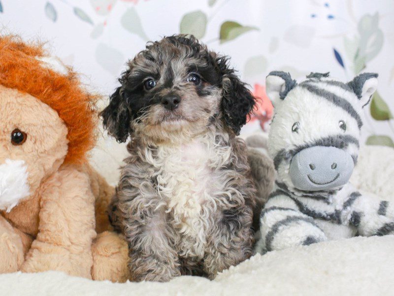 Doxie-Poo-Male-bl mrl-3561305-Animal Kingdom | Puppies N Love