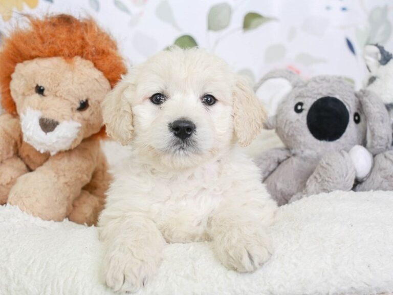 Goldendoodle