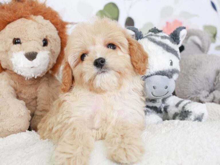 Cavapoo