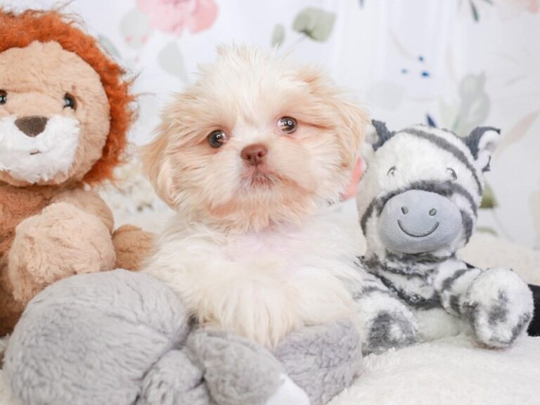 Shih Tzu