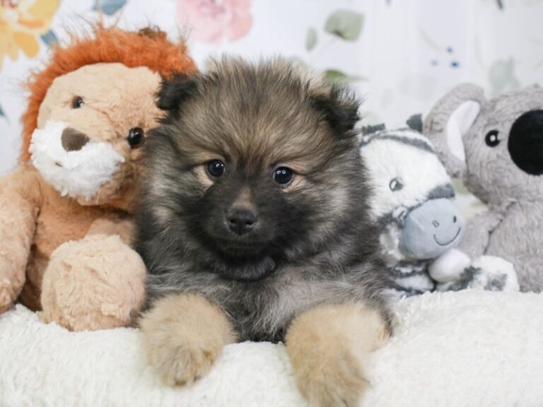 Pomeranian