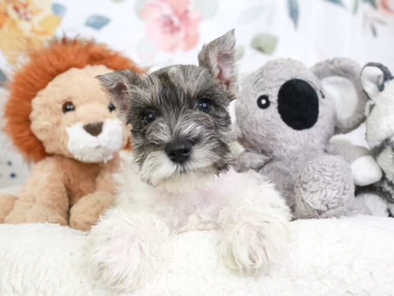 Mini Schnauzer