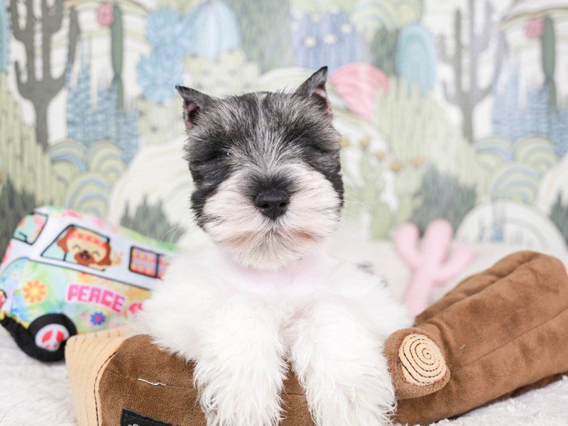 Confetti Schnauzer-Male-wh & slt & ppr-3572591-Animal Kingdom | Puppies N Love