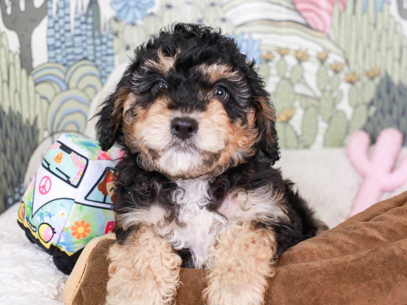 Cavachon Poo-Male-BLK & TAN-3572438-Animal Kingdom | Puppies N Love