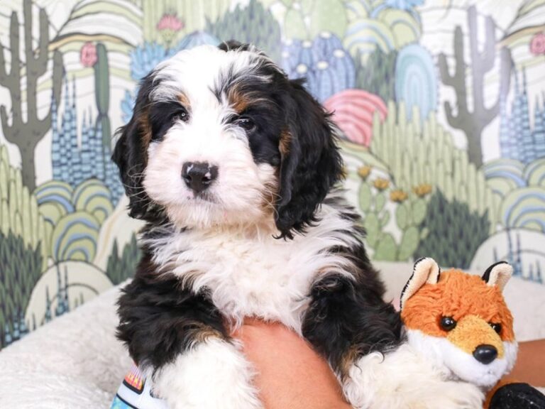 Mini Bernedoodle