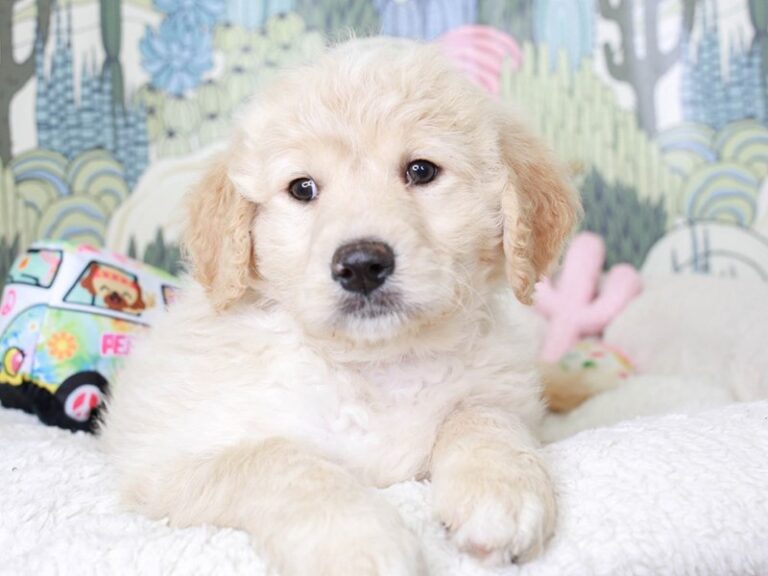 Goldendoodle