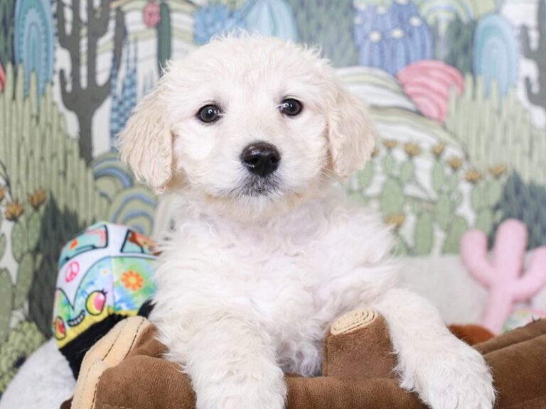 Goldendoodle