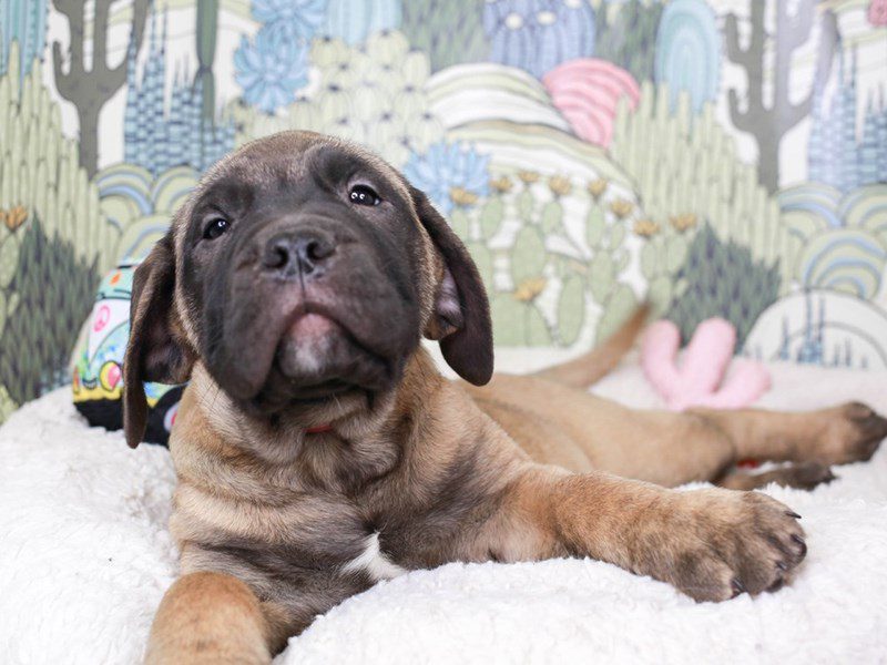 Bullmastiff-Female-FAWN-3572106-Animal Kingdom | Puppies N Love