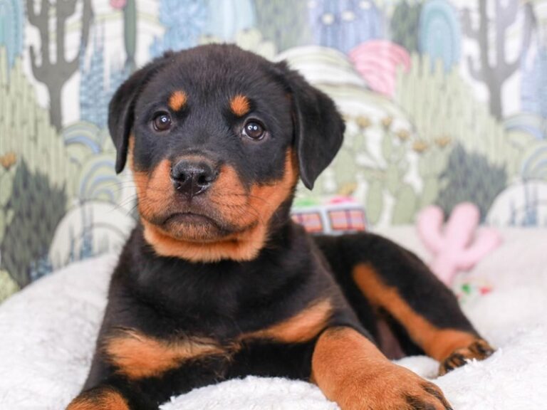 Rottweiler
