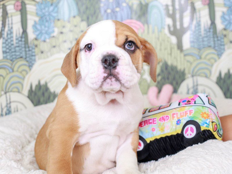 Victorian Bulldog-Female-rd & wh-3572114-Animal Kingdom | Puppies N Love