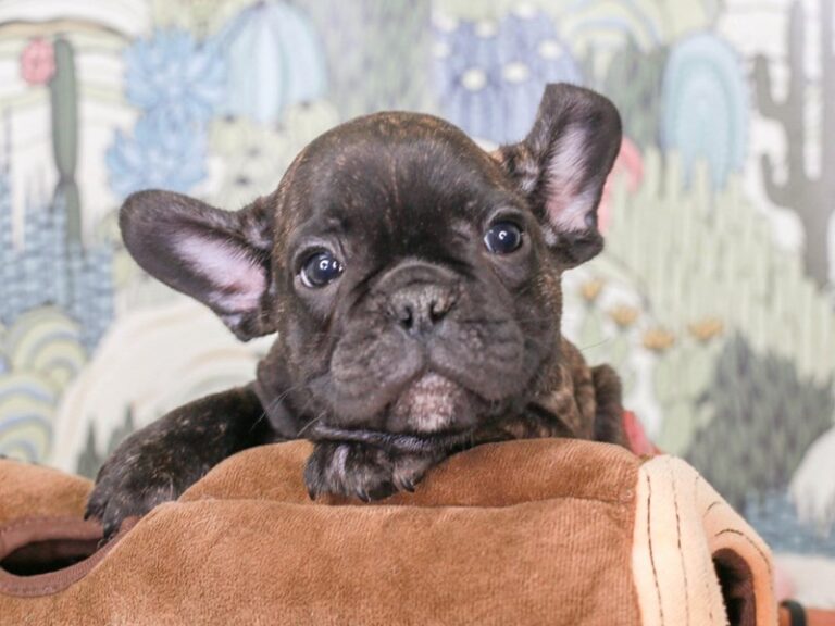 French Bulldog