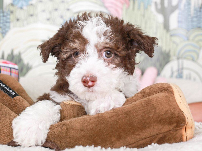 Chinese Crested-Male-White and Chocolate-3570029-Animal Kingdom | Puppies N Love