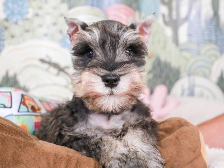 Mini Schnauzer