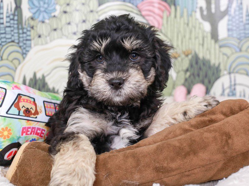 Cavachon Poo-Male-BLK & TAN-3572439-Animal Kingdom | Puppies N Love