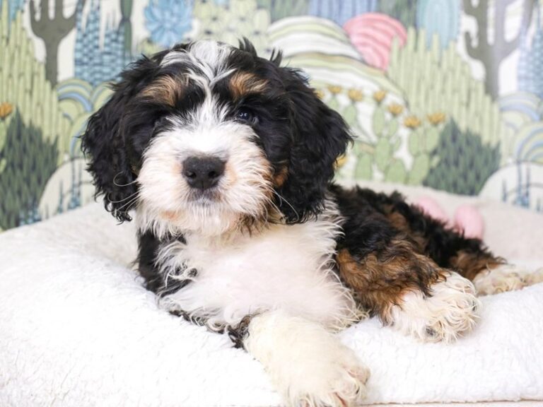 Mini Bernedoodle