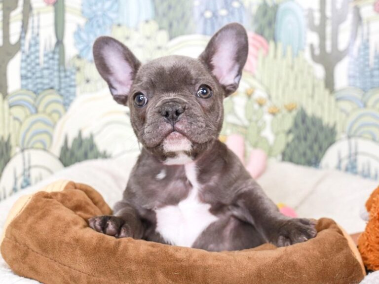 French Bulldog