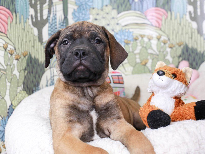 Bullmastiff-Female-RED FAWN-3572105-Animal Kingdom | Puppies N Love