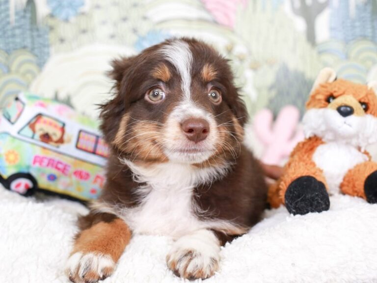 Mini Aussie