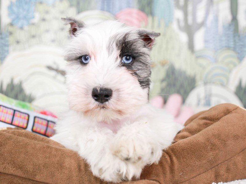 Confetti Schnauzer-Male-wh & Slt & Ppr-3572590-Animal Kingdom | Puppies N Love