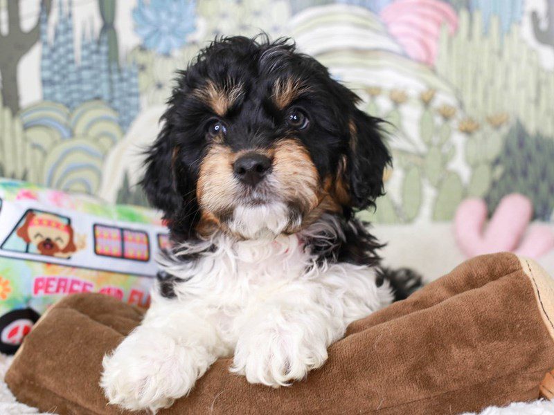 Cavachon Poo-Male-TRI-3572437-Animal Kingdom | Puppies N Love