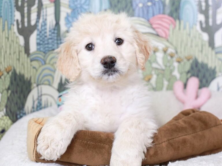Goldendoodle