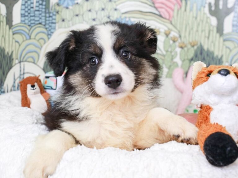 Mini Aussie