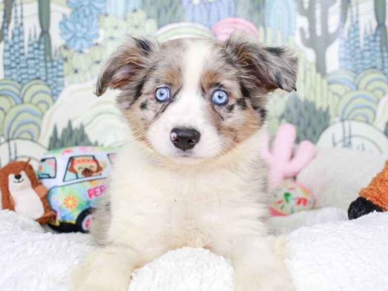 Mini Aussie