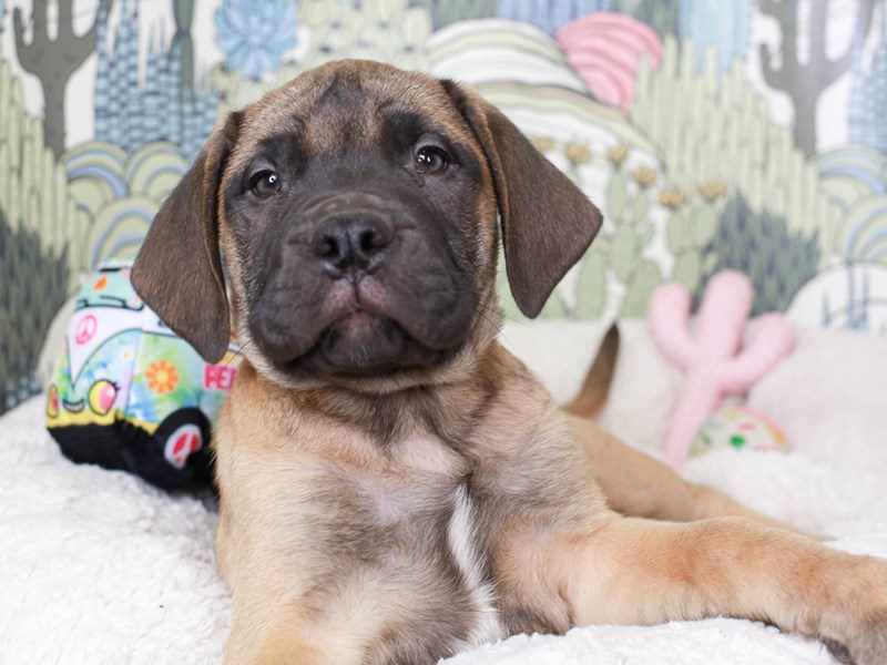 Bullmastiff-Male-RED FAWN-3572104-Animal Kingdom | Puppies N Love